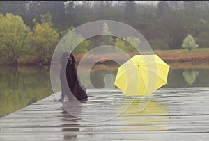 Black dog and Yellow umbrela