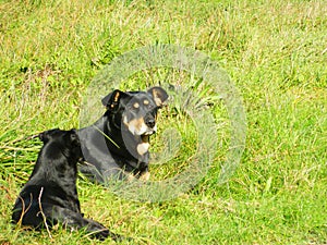 Black dogs in grass