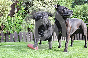 Black Dogs stood together on grass