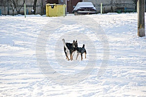 Black dogs on sunny winter snow