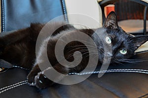 Black domestic cat on a chair