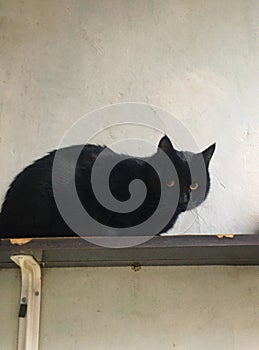 black domestic cat climbed on the shelf and preys on birds