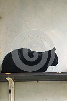 black domestic cat climbed on the shelf and preys on birds