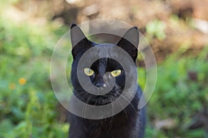 Black domestic cat in the nature