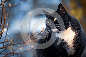 Black domestic cat portrait in outdoor winter park