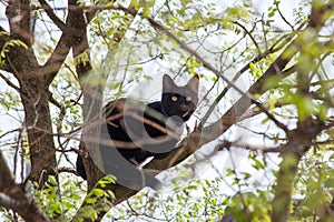 Black domestic cat sit on tree sprin summer day close