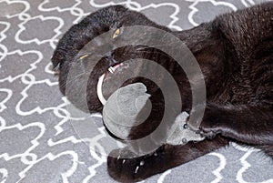 Black domestic cat and toy mouse in a predator relationship - prey