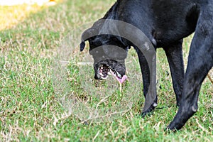 Black domestic dog are vomit mucus photo