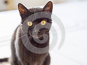Black domestic female cat resting at home