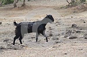 Black Goat