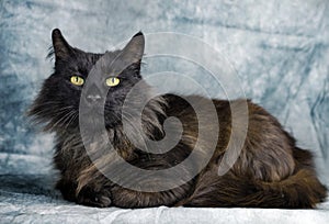 Black Domestic Long Hair Cat