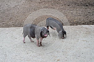 Black domestic Meishan pigs swines at swinery