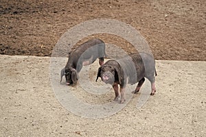 Black domestic Meishan pigs swines at swinery