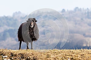 Black Domestic Sheep