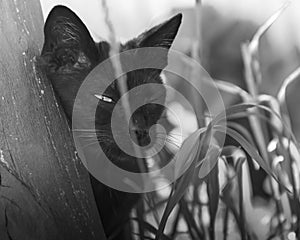 a black domestic or stray cat peeks. a photo. black and white