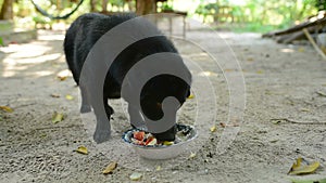 Black domesticated dog eat his meal from the bow
