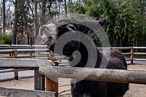 Black donkey behind the fence, braying and showing teeth.
