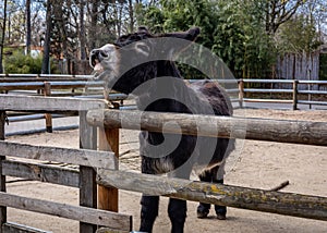 Black donkey braying and showing teeth.