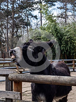 Black donkey braying and showing teeth, at the wooden fence.