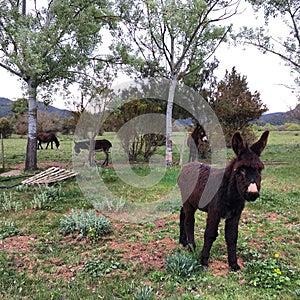 Black donkeys on the Pyrinees