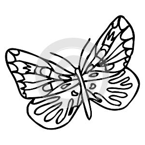 Black doodle decorative ornate butterfly isolated on white background.