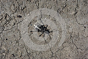 Black Dorcadion equestre bug crawling on gray soil background
