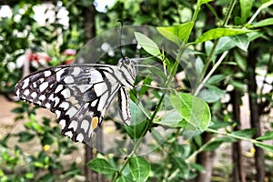 Black doted big butterfly in a lime plant