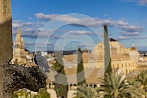 Black dove perched on the cornice of a tower of the Alcazar de los Reyes Cristianos with a blurred background