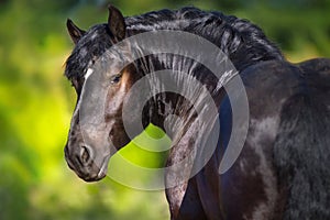 Black draft horse