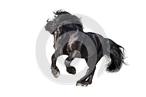 Black draft horse galloping isolated