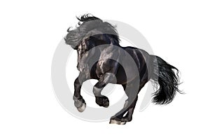 Black draft horse galloping isolated photo