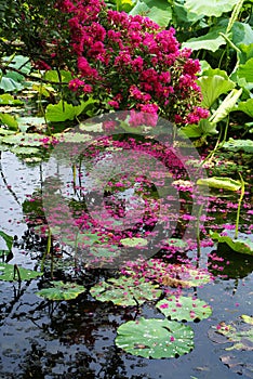 The Black Dragon Pool of Lijiang photo