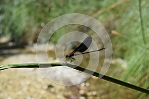 Black dragonfly in close-up on river
