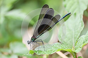 A black dragonfly on the leaf