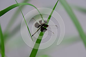 Black dragonfly perch on branch