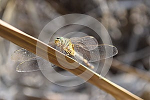 Black dragonfly picture beautiful pictures close up on plant leaf, animal insect macro, nature garden park