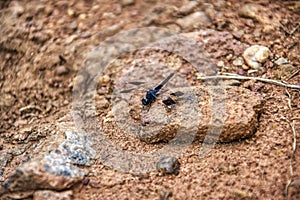 black dragonfly on the rocky ground