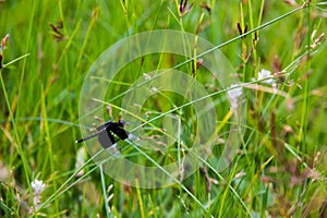 Black Dragonfly sitting on Cyperus rotundus