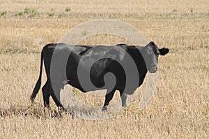 Black Drakensberger cow