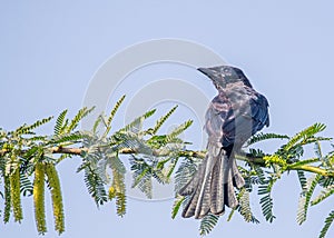 Black Drango sitting on tree