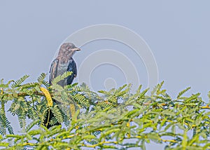 BLACK DRANGO perching on a tree