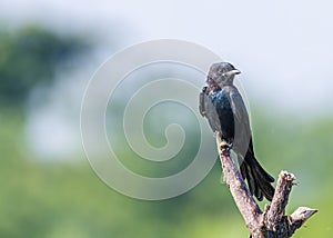 Black Drango sitting on tree