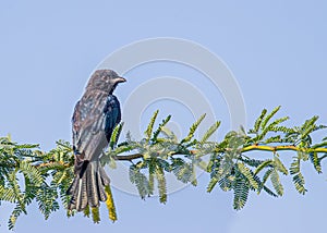 Black Drango sitting on tree