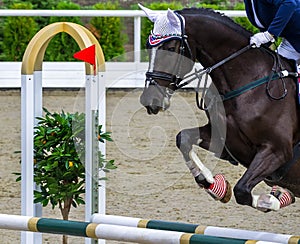 Black dressage horse and girl performing jump at show jumping competition.