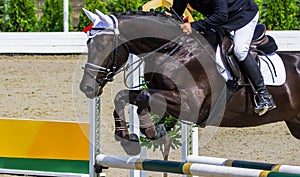 Black dressage horse and rider performing jump at show jumping competition.