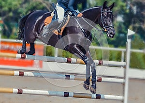 Black dressage horse and rider in white uniform performing jump at show jumping competition. Equestrian sport background.