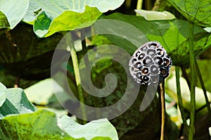 Black dried lotus seed pods in a shallow pond in a wetland of Thailand.