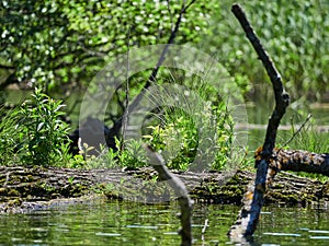 Black Drim spring of Lake Ohrid, Macedonia