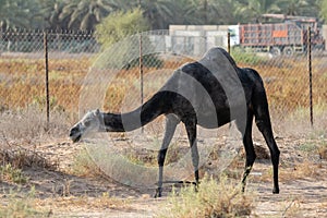 Black Dromedary camels Camelus dromedarius eating trees in the United Arab Emirates desert sand