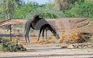 Black Dromedary camels Camelus dromedarius eating trees in the United Arab Emirates desert sand